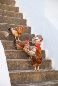 Chickens stairs